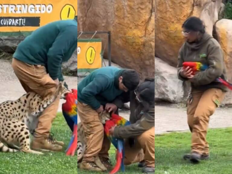 Tragedia en Buinzoo: serval atacó y causó la muerte de guacamayo