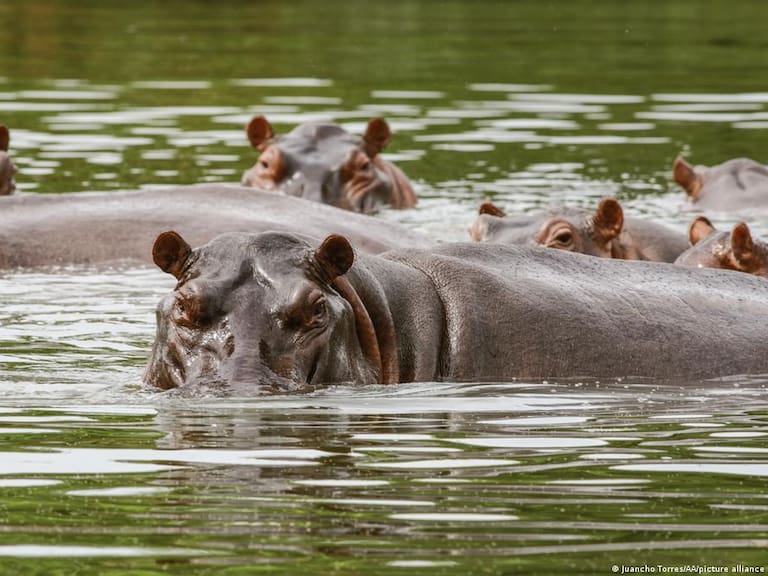 La razón por la que Colombia sacrificará a 80 hipopótamos ligados a Pablo Escobar