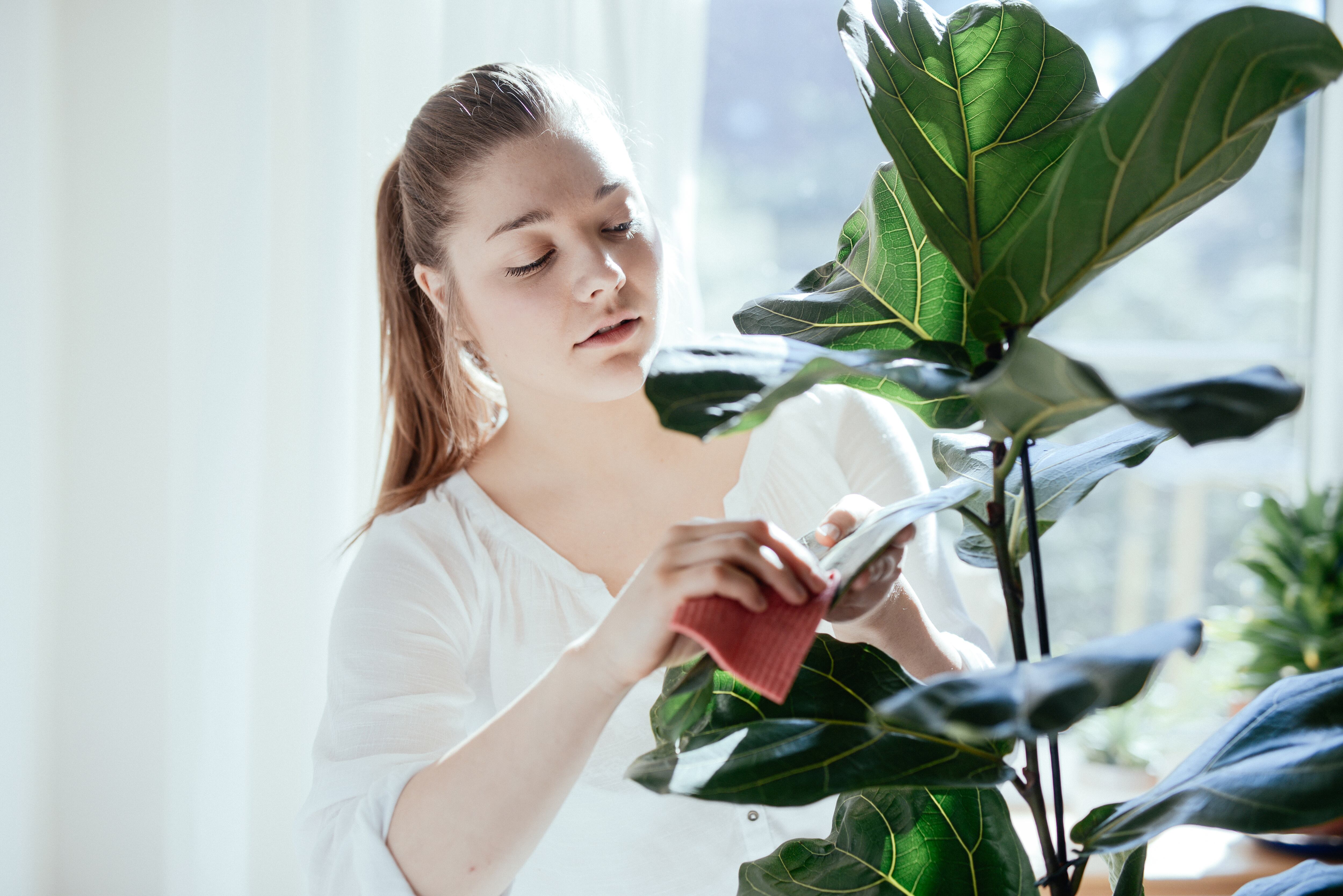 Plantas
