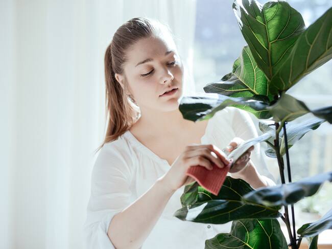 Plantas