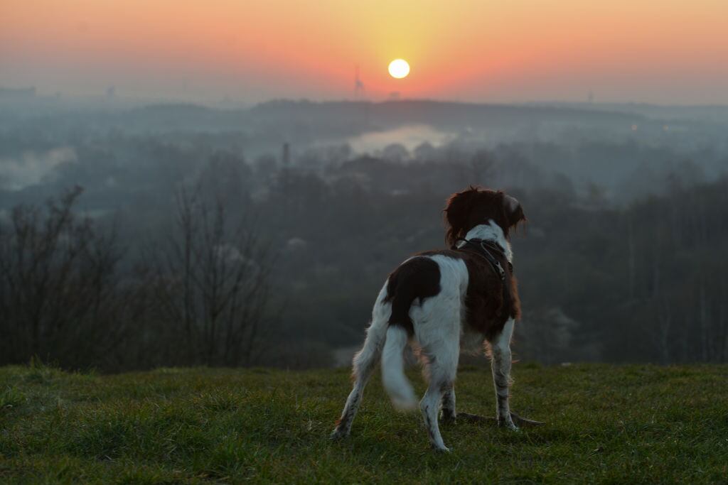 A dog enjoys a view of a sunrise over Krakow.On Tuesday, April 7, 2020, in Krakow, Poland. (Photo by Artur Widak/NurPhoto via Getty Images)