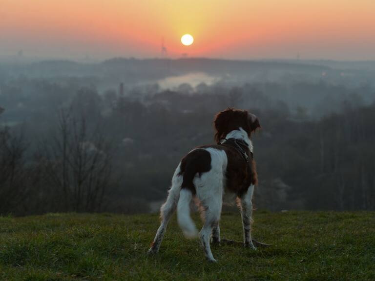 A dog enjoys a view of a sunrise over Krakow.On Tuesday, April 7, 2020, in Krakow, Poland. (Photo by Artur Widak/NurPhoto via Getty Images)