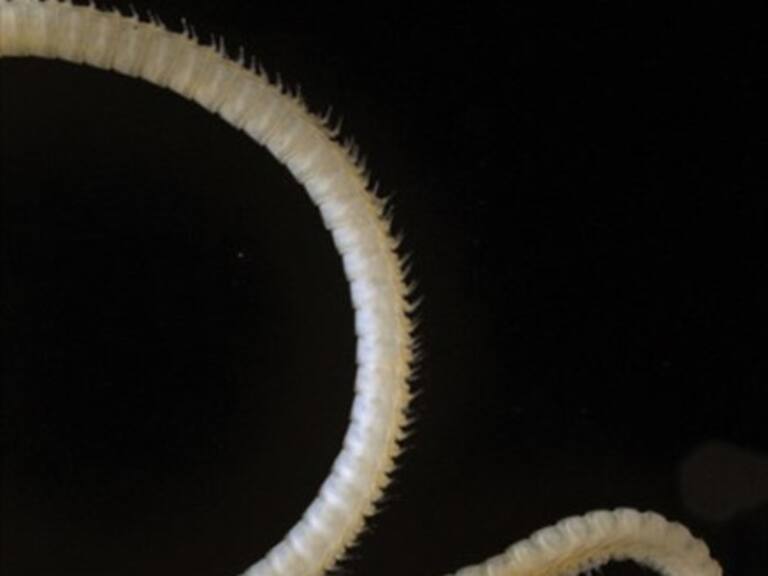 Descubren misterioso milpiés venenoso que posee cuatro penes