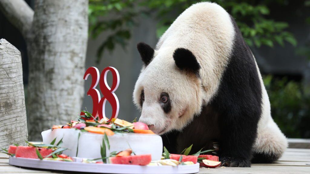 CHONGQING, CHINA - AUGUST 16: Giant panda Xinxing eats a cake during her 38th birthday at the Chongqing Zoo on August 16, 2020 in Chongqing, China. (Photo by VCG/VCG via Getty Images)