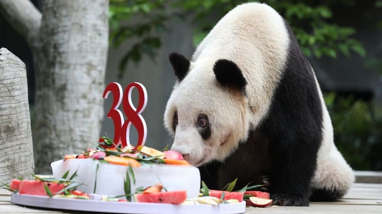 CHONGQING, CHINA - AUGUST 16: Giant panda Xinxing eats a cake during her 38th birthday at the Chongqing Zoo on August 16, 2020 in Chongqing, China. (Photo by VCG/VCG via Getty Images)