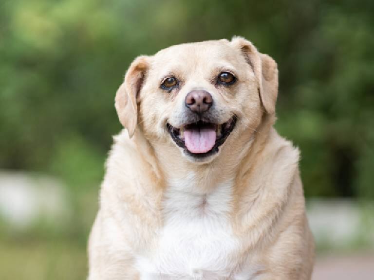 Según estudio: Perros con problemas de sueño podrían tener demencia