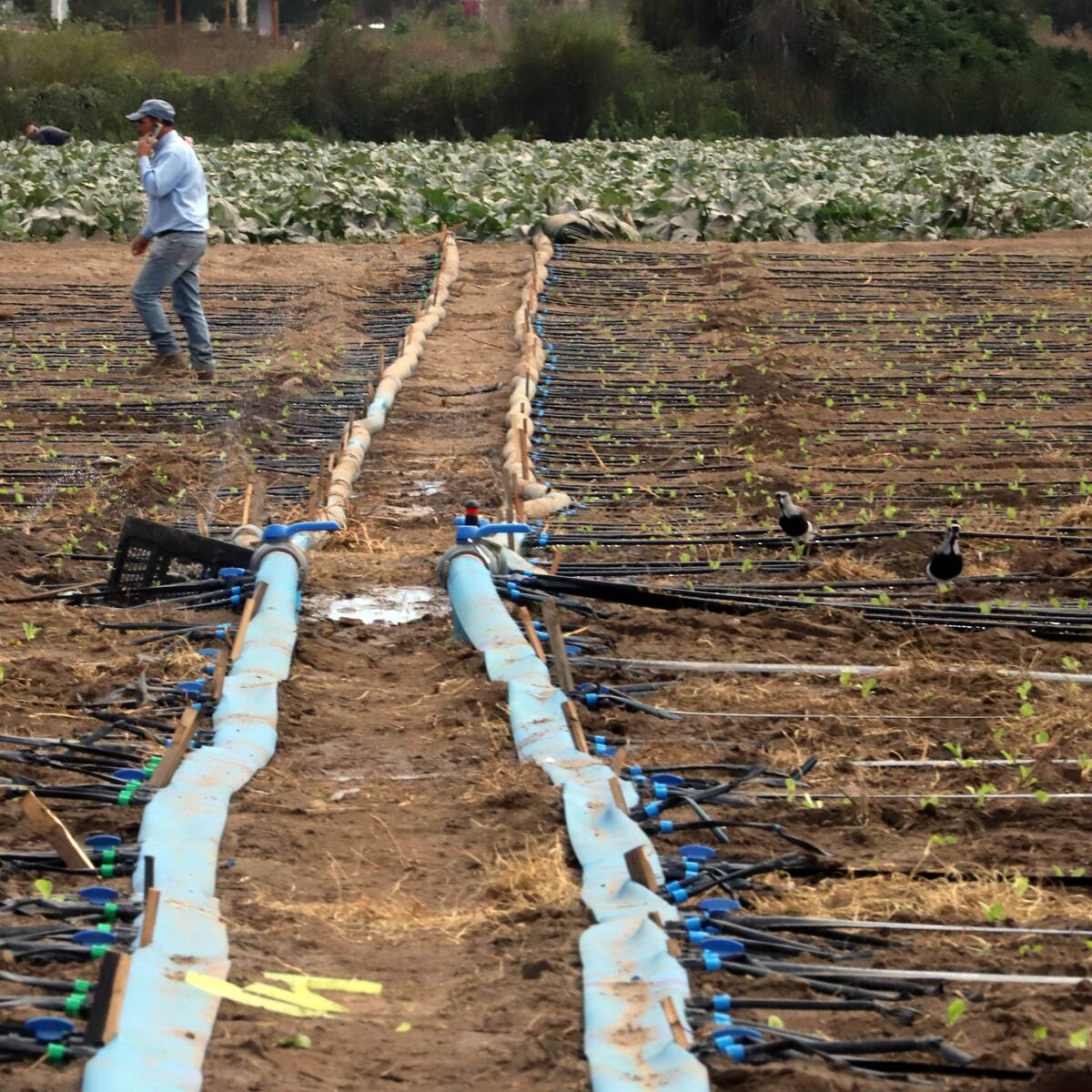 ¿Subirá el precio de los alimentos por las lluvias en Chile? Esto dice el gremio de agricultores