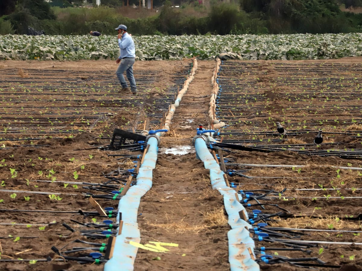 ¿Subirá el precio de los alimentos por las lluvias en Chile? Esto dice el gremio de agricultores