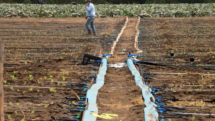 ¿Subirá el precio de los alimentos por las lluvias en Chile? Esto dice el gremio de agricultores