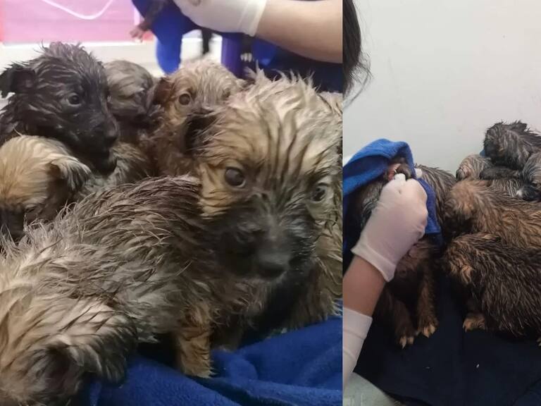 Hombre fue detenido tras arrojar un saco con 9 cachorros a canil municipal de Villarrica