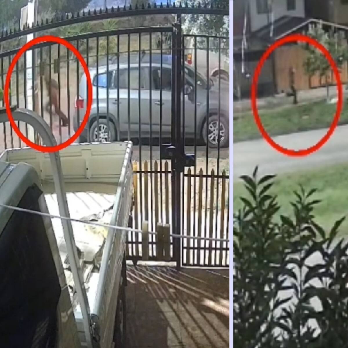 Excarabinero mata a un sujeto que intentó robarle el vehículo mientras trabajaba como conductor de aplicación: hay una mujer detenida