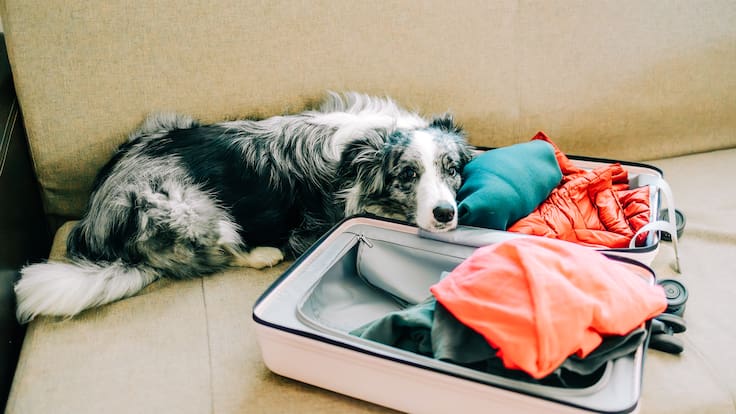 ¿Quién se queda con la mascota tras un divorcio en Chile? Esto es lo que establece la ley
