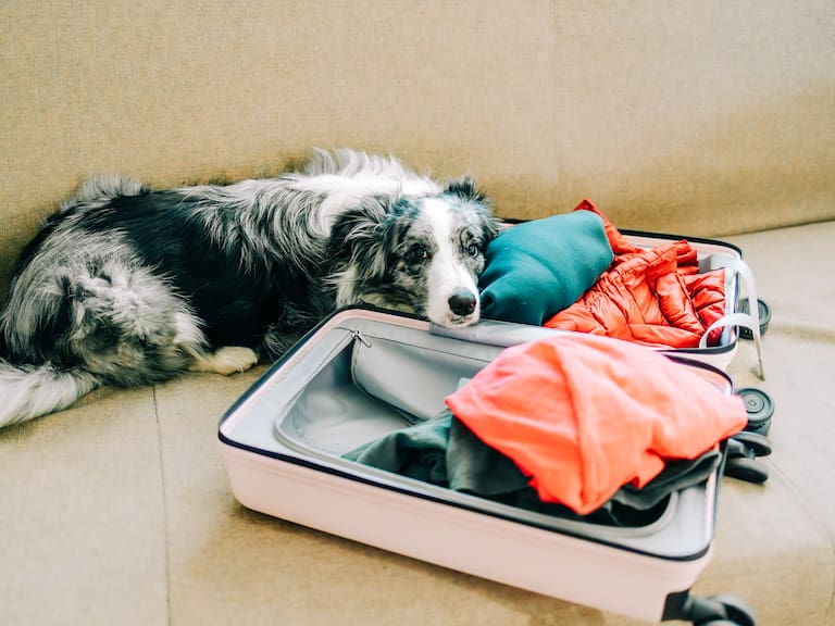 ¿Quién se queda con la mascota tras un divorcio en Chile? Esto es lo que establece la ley