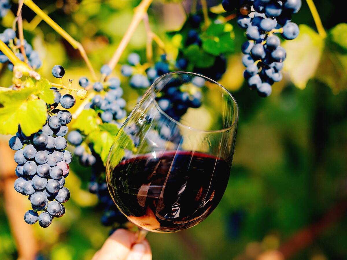 Ni Cabernet ni Carménère: este es el mejor vino tinto chileno según prestigiosa revista de Reino Unido