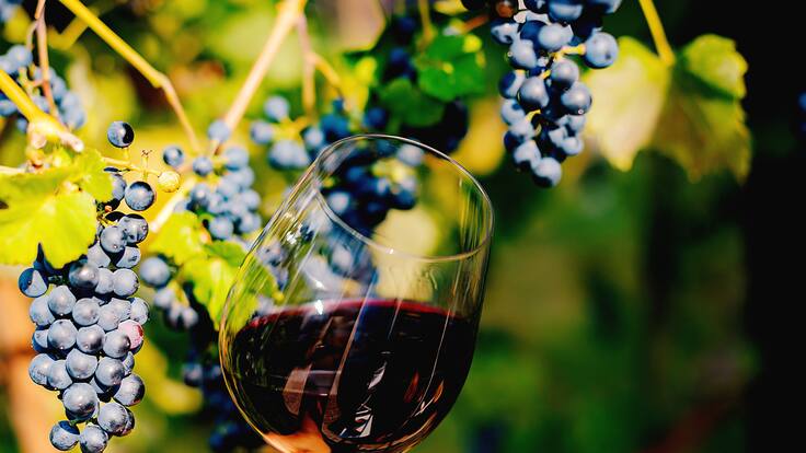 Ni Cabernet ni Carménère: este es el mejor vino tinto chileno según prestigiosa revista de Reino Unido