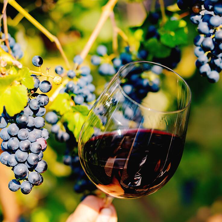 Orgullo nacional: viña chilena obtiene 1º lugar en ranking de Forbes y otras cuatro entran al top 50