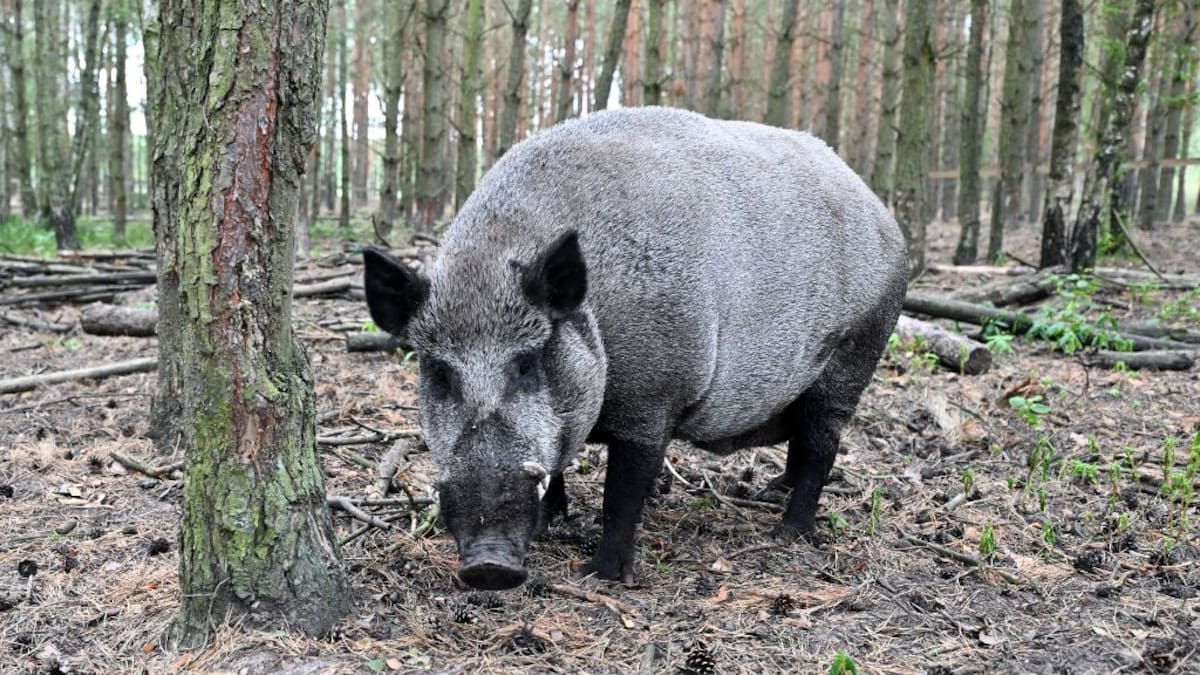 Argentina: sujeto confundió a amigo con un jabalí y lo mató