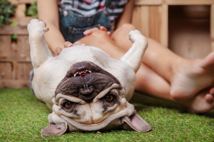 Una mujer acaricia a un perro en su panza