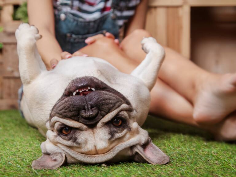 Una mujer acaricia a un perro en su panza