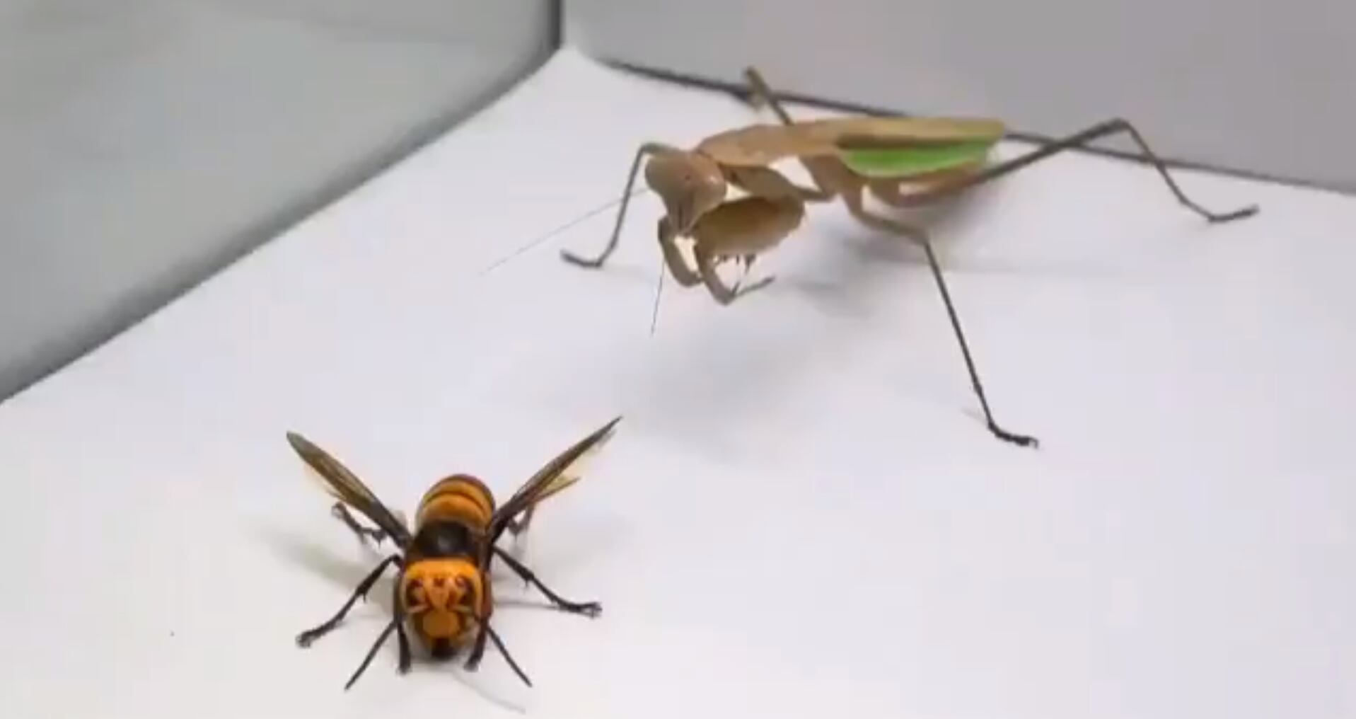 Captura
