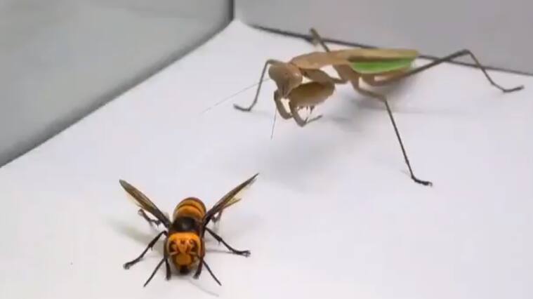 Captura