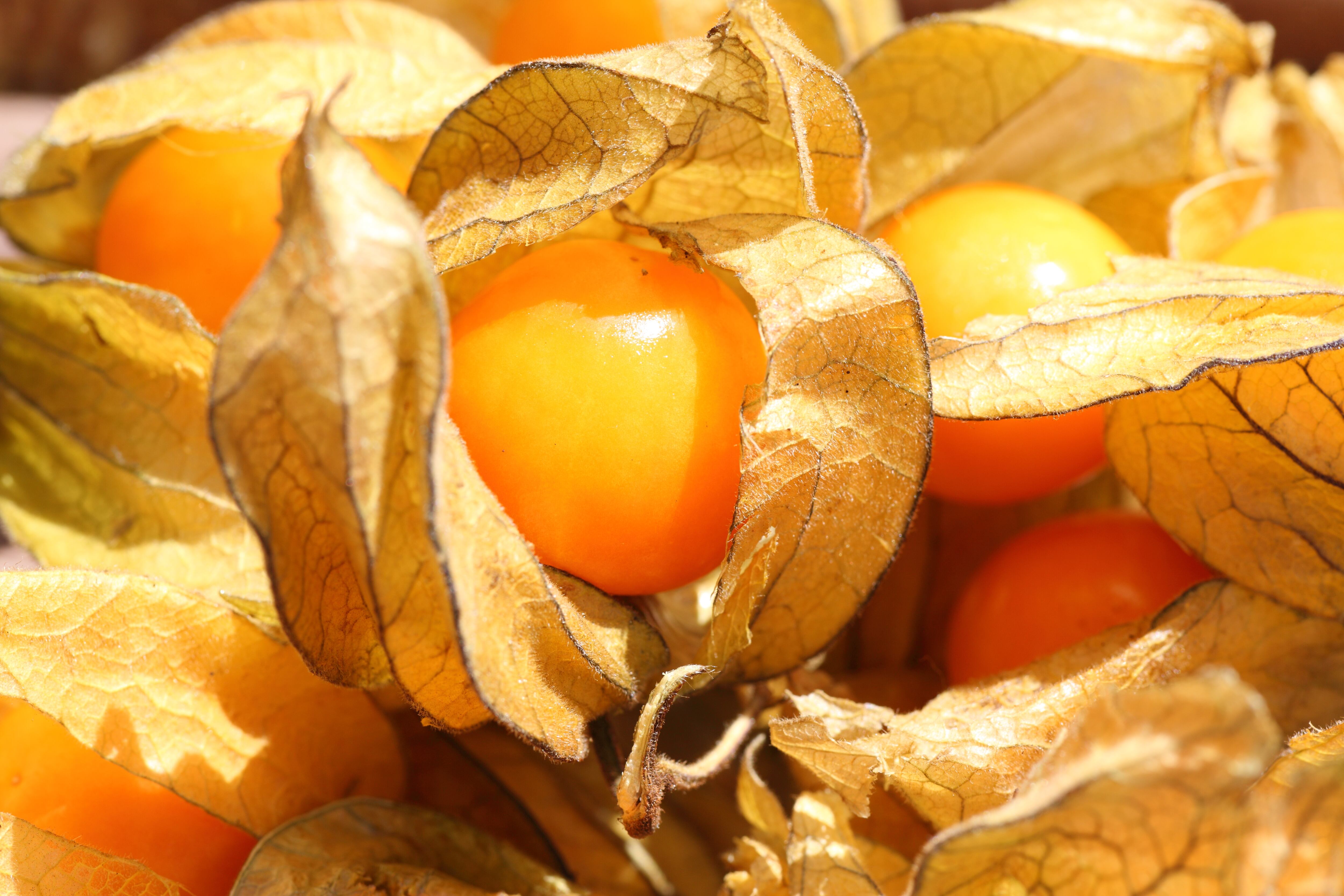 Physalis - Uchuva