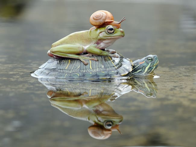 ¿Cuáles son las diferencias entre una rana y un sapo? | ADN Radio