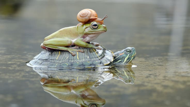 ¿Cuáles son las diferencias entre una rana y un sapo?