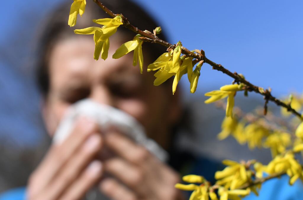 ILLUSTRATION - 27 March 2020, Bavaria, Garmisch-Partenkirchen: A man with hay fever and a handkerchief in front of his nose is standing next to a flowering shrub. Photo: Angelika Warmuth/dpa (Photo by Angelika Warmuth/picture alliance via Getty Images)