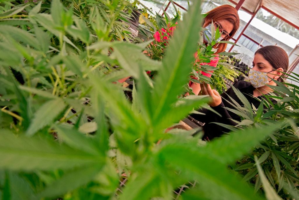El ministerio de agricultura supervisa la experimentación con cannabis en Guapiles