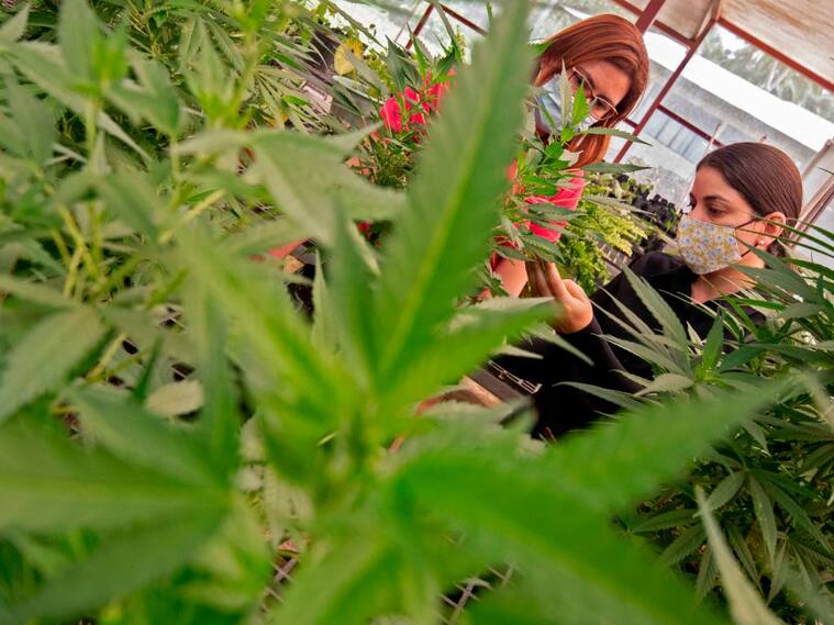 El ministerio de agricultura supervisa la experimentación con cannabis en Guapiles
