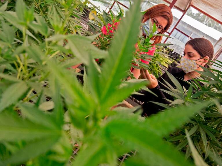 El ministerio de agricultura supervisa la experimentación con cannabis en Guapiles