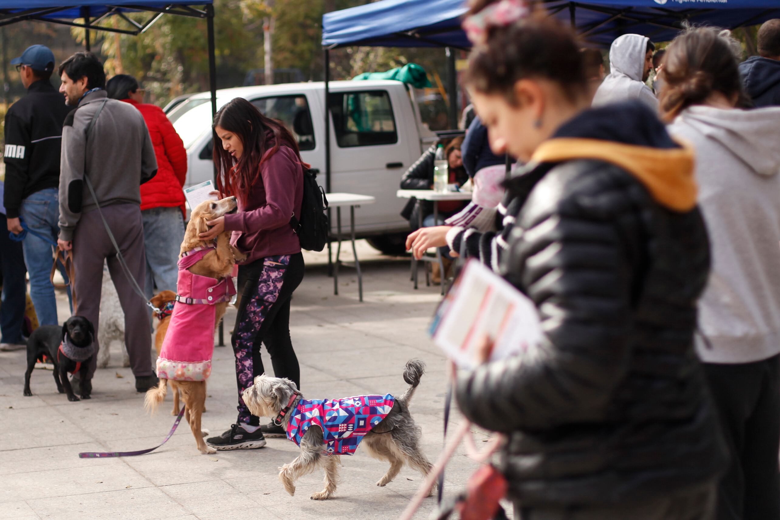 Mascotas en Fiestas Patrias