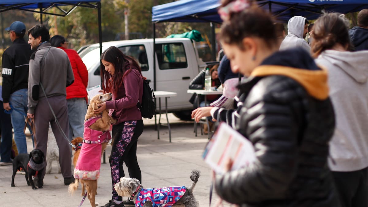 Fiestas Patrias: Alimentos no aptos e ingesta de huesos disparan las urgencias veterinarias