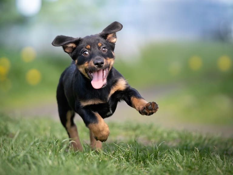 Qué significa “Firulais”, el popular nombre que tienen muchos perros en el mundo