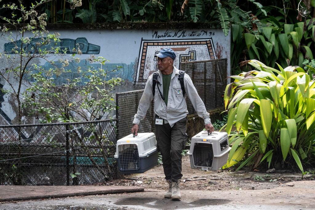 A member of Costa Rica's Environment Ministry carries animals on pet crates after the closure of the Simon Bolivar State Zoo in San Jose, Costa Rica on May 11, 2024. Costa Rica's government announced on May 9 the closure of two state zoos, after 11 years of litigation over a 2013 bill that bans keeping caged wild animals in captivity. (Photo by Ezequiel Becerra / AFP) (Photo by EZEQUIEL BECERRA/AFP via Getty Images)