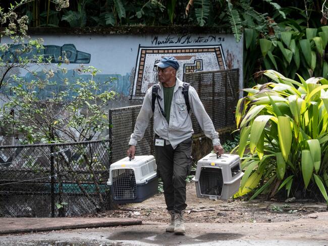 A member of Costa Rica's Environment Ministry carries animals on pet crates after the closure of the Simon Bolivar State Zoo in San Jose, Costa Rica on May 11, 2024. Costa Rica's government announced on May 9 the closure of two state zoos, after 11 years of litigation over a 2013 bill that bans keeping caged wild animals in captivity. (Photo by Ezequiel Becerra / AFP) (Photo by EZEQUIEL BECERRA/AFP via Getty Images)