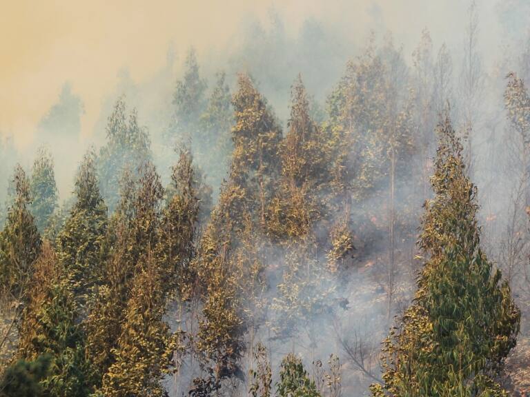 Incendios forestales: encuentran cuerpo calcinado en la provincia de Malleco