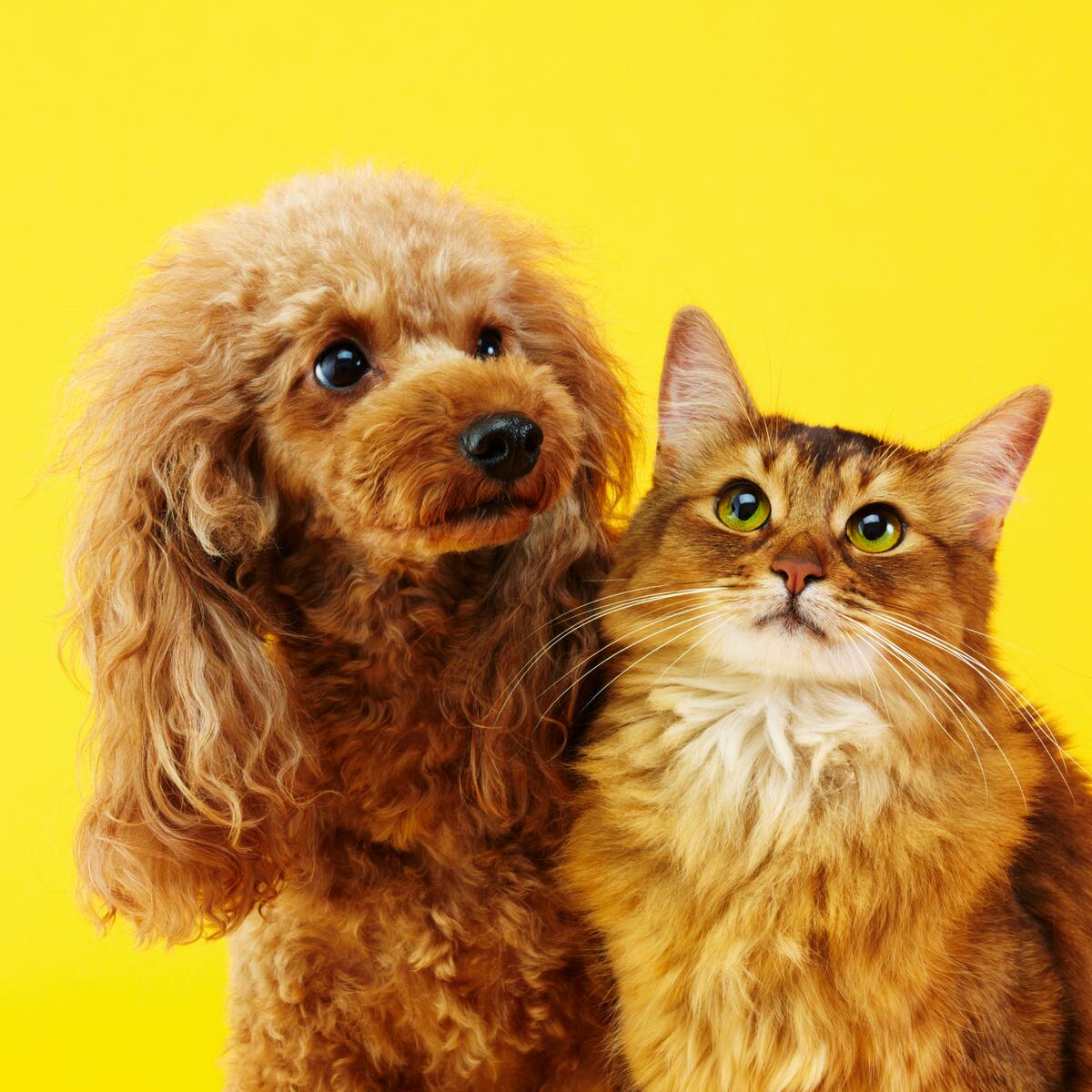 Domingo de Pascua: Por qué el chocolate puede intoxicar a tu perro o gato y qué hacer si lo consume