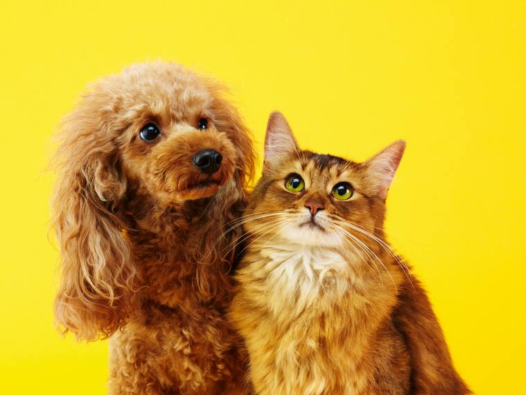 Mascotas