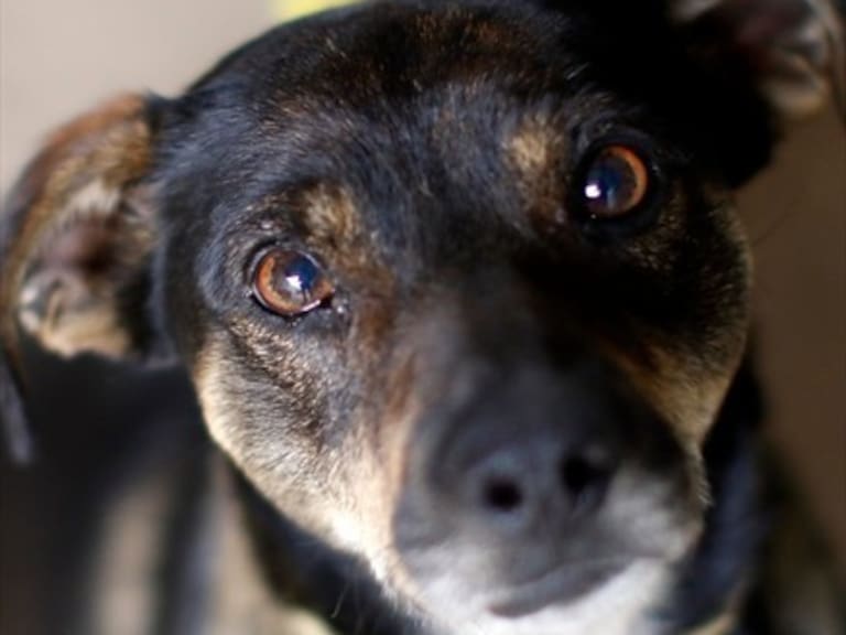 Ley Cholito: Cámara Baja aprueba ley de tenencia responsable de mascotas