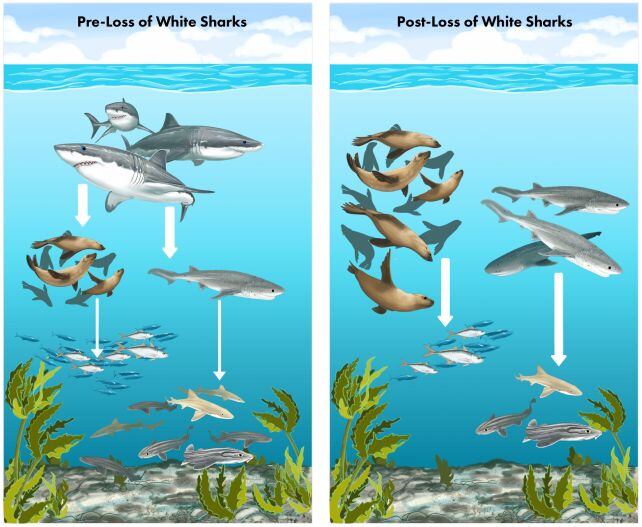 A diagram illustrating how the loss of white sharks altered population statistics in False Bay. (Hammerschlag et al., Front. Mar. Sci., 2025)
