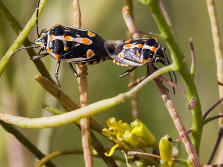 Detectan explosivo crecimiento de chinche pintada en Santiago