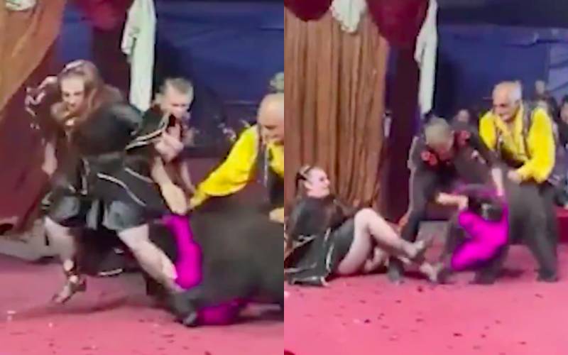 Capturas de video del ataque de un oso en un circo de Rusia