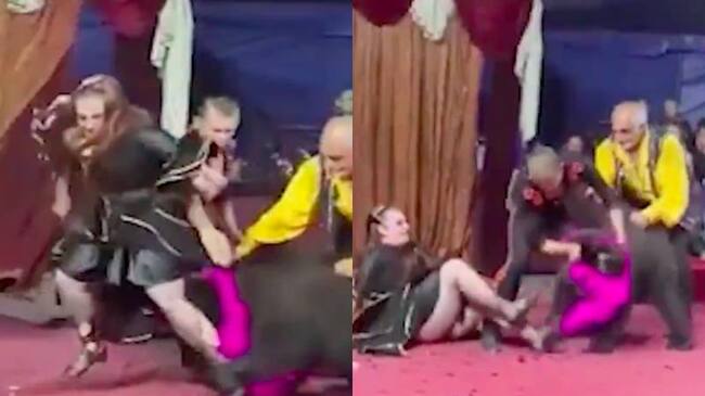 Capturas de video del ataque de un oso en un circo de Rusia