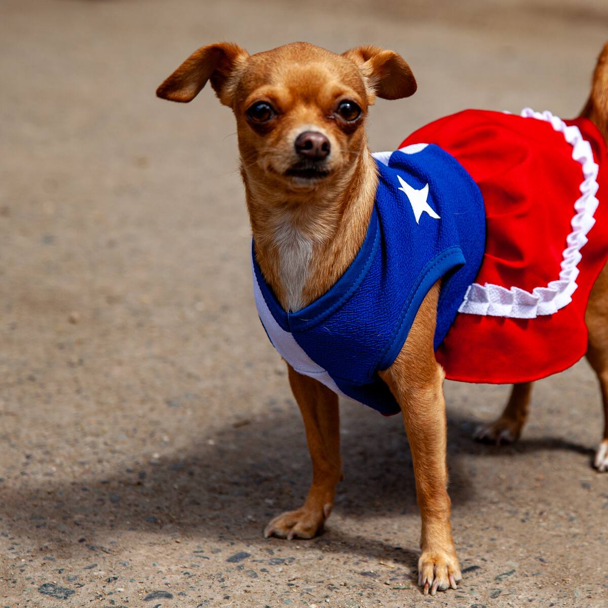 Veterinarios lanzan alerta por Fiestas Patrias en Chile: estos alimentos típicos pueden llevar a tu mascota a urgencias