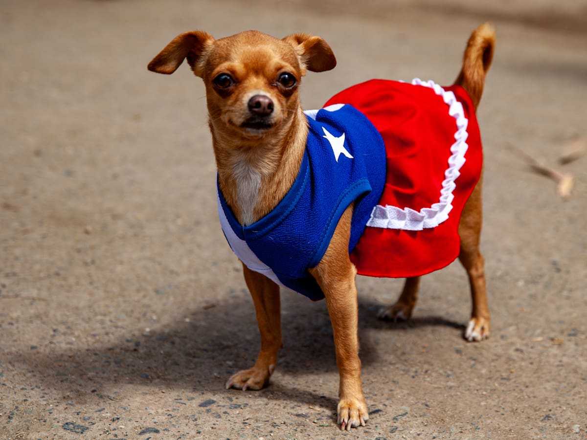 Veterinarios lanzan alerta por Fiestas Patrias en Chile: estos alimentos típicos pueden llevar a tu mascota a urgencias