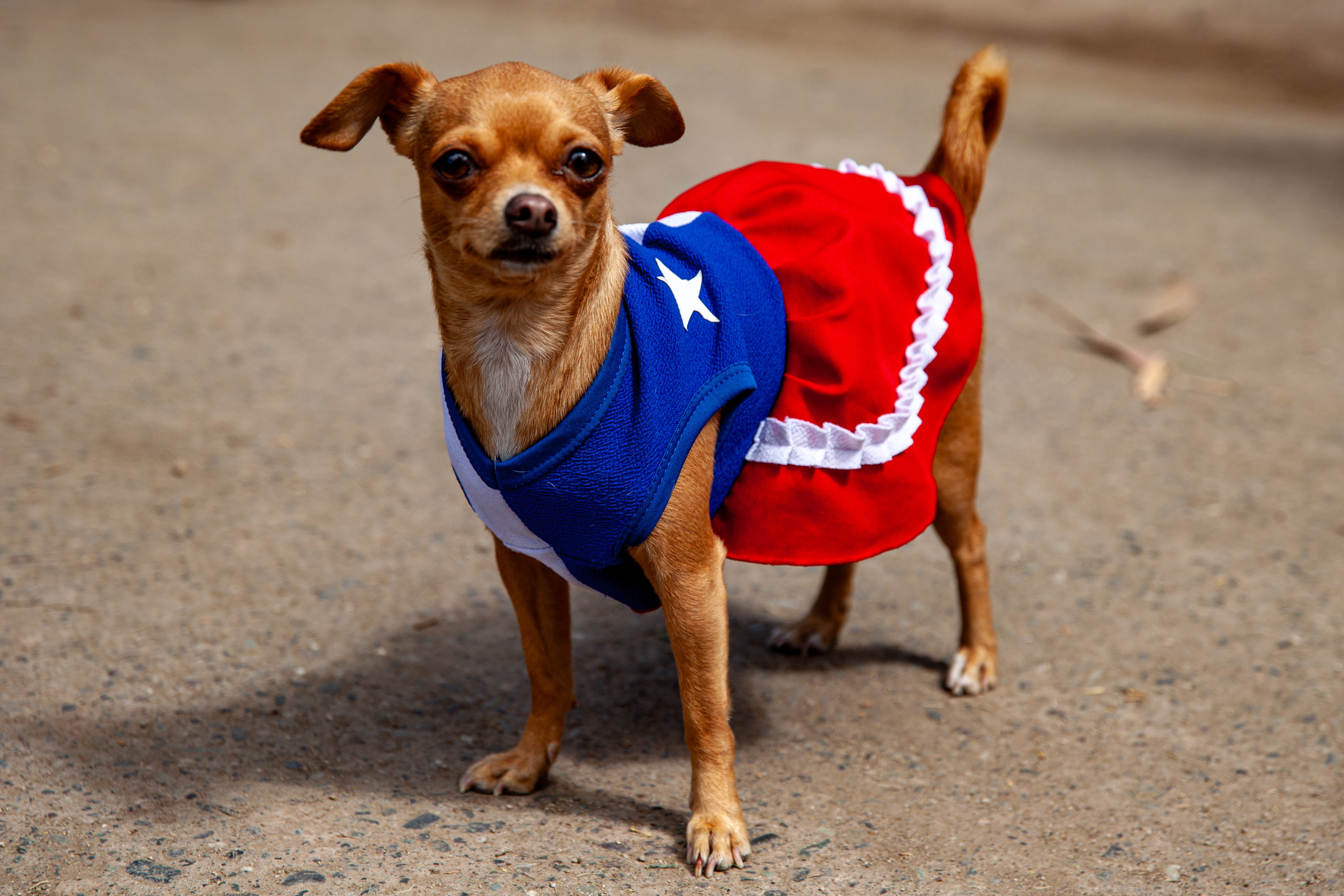 Veterinarios lanzan alerta por Fiestas Patrias en Chile: estos alimentos típicos pueden llevar a tu mascota a urgencias