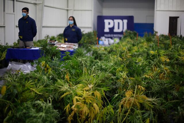 "Bang de Fujian": desbaratan a mafia china dedicada al cultivo y venta de marihuana