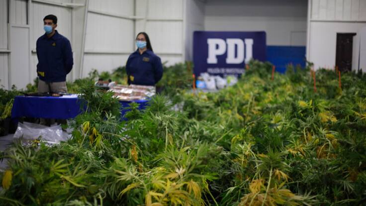 PDI incauta 5 mil millones de pesos en marihuana en la precordillera de Linares